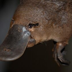 Platypus wallpapers, Animal, HQ Platypus pictures