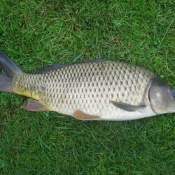 Common carp photos and wallpapers. Nice Common carp pictures