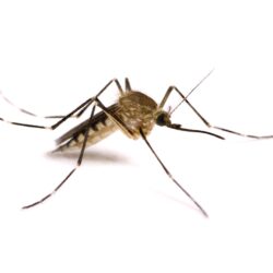 px Best Mosquito wallpapers 32