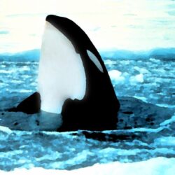 orca popping out of ice painting wallpapers