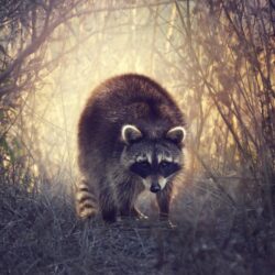 Raccoons hd wallpapers wallpapers animals high resolution