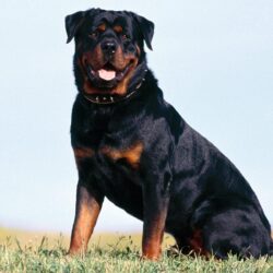 Rottweiler Computer Wallpapers, Desktop Backgrounds Id