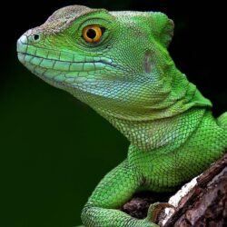 Head Green Lizard Wallpapers