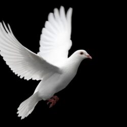 White Dove Wallpapers Animal