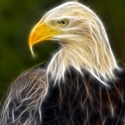 Eagle wallpapers