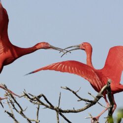 Scarlet Ibis Wallpapers and Backgrounds Image