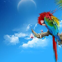 Parrots image Parrot HD wallpapers and backgrounds photos