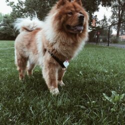 500+ Chow Chow Pictures [HD]