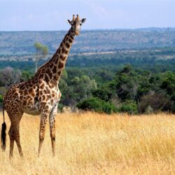 Giraffe Wallpaper Backgrounds 8061 Full HD Wallpapers Desktop