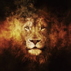 Lion Wallpapers HD