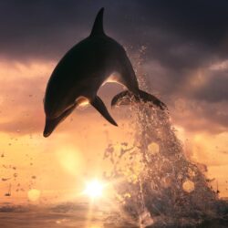 Dolphin Wallpapers, Pictures, Image