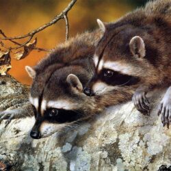 National Geographic image Raccoons HD wallpapers and backgrounds