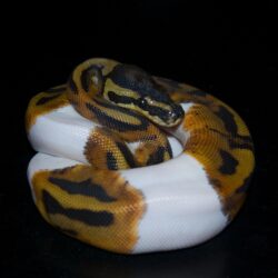 Ball Python Wallpapers for Free Download, 50 Ball Python Full HD