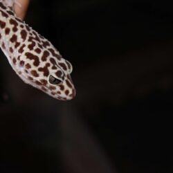 3107396 black, black background, gecko, leopard gecko