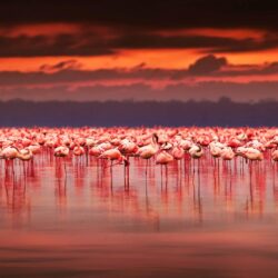 Flamingo sunset at lake Nakuru, Kenya