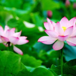 Lotus lotus flower wallpapers for desktop – Fine hd wallpapers