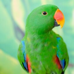 Parrot Wallpapers 12