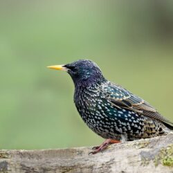 starling windows wallpapers