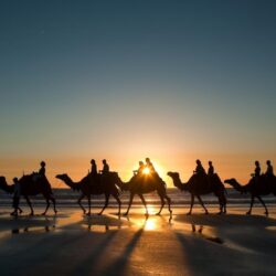 Camels wallpapers