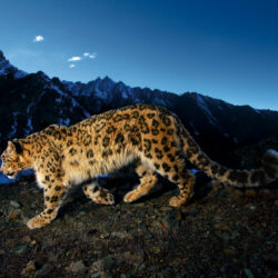 324 Snow Leopard HD Wallpapers