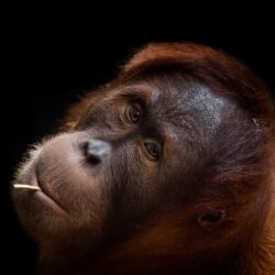 Orangutan wallpapers desktop backgrounds