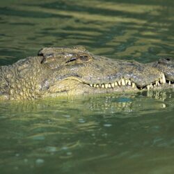 crocodile