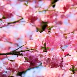 Free HD Cherry Blossom Tree Phone Wallpaper…1141