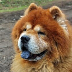 Chow Chow Wallpapers and Backgrounds Image