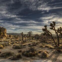 Joshua Tree National Park [4] wallpapers