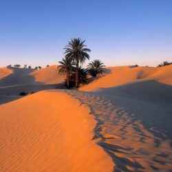Sahara Desert and Palm Trees Wallpapers