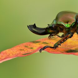 Rainbow Stag Beetle,