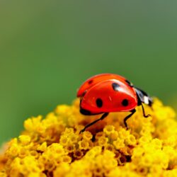 Image Ladybugs Insects Animals