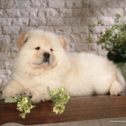 Puppies image Chow Chow Puppy Wallpapers HD wallpapers and backgrounds