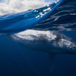 Wallpapers sea, the ocean, mammal, humpback whale image for