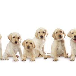 Pictures Of Labrador Pups 16152 Wallpapers