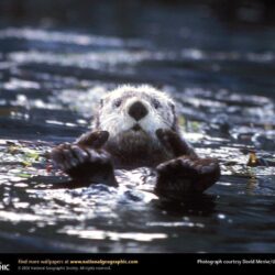 Sea Otter Picture, Sea Otter Desktop Wallpaper, Free Wallpapers
