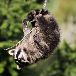 Raccoon HD Wallpapers