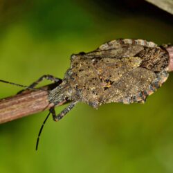 antennae, arthropod, biology, brochymena sulcata, brown bug