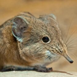Shrew Wallpapers High Quality
