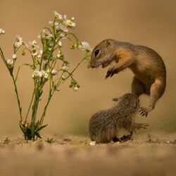 Wallpapers sand, flowers, pose, jump, chamomile, pair, a