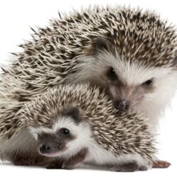 Sweet Hedgehogs Wallpapers