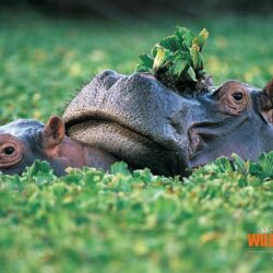 Hippos. Android wallpapers for free