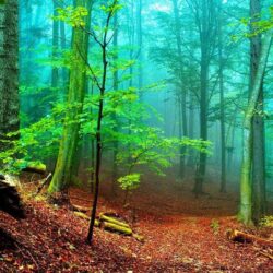 PARMIONOVA: International Day of Forests 2015, 21 March