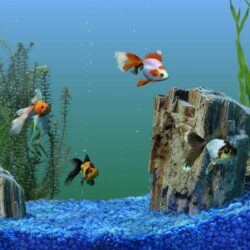 Aquarium fish pictures wallpapers