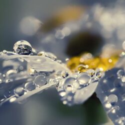 Bubbles of Water on White Daisy widescreen wallpapers