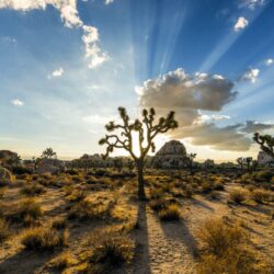 Desktop The Joshua Tree National Park Photography On Hd Photos For