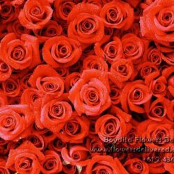 Red Roses Wallpapers Design Ideas ~ Rose Wallpapers Red Wallpapers