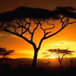 African Safari Wallpapers