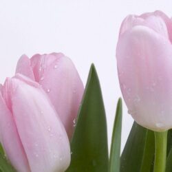 Tulip Flower Desktop Wallpapers