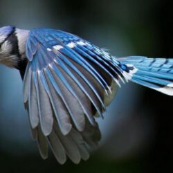 Image For > Blue Jay Bird Wallpapers